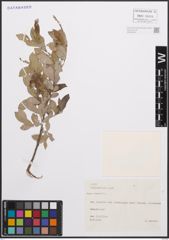 Foto von Salix cinerea L.